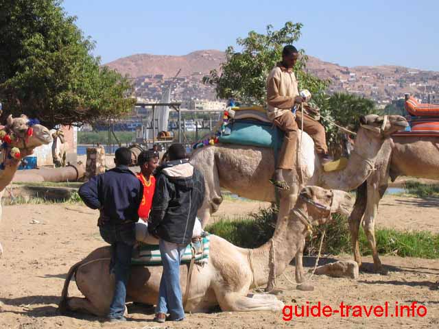 Погонщики верблюдов в египетской пустыне близ Асуана