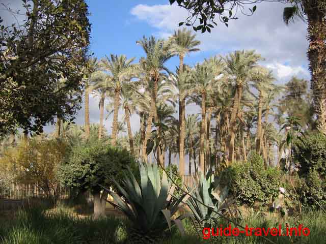 Пальмы в Саккаре